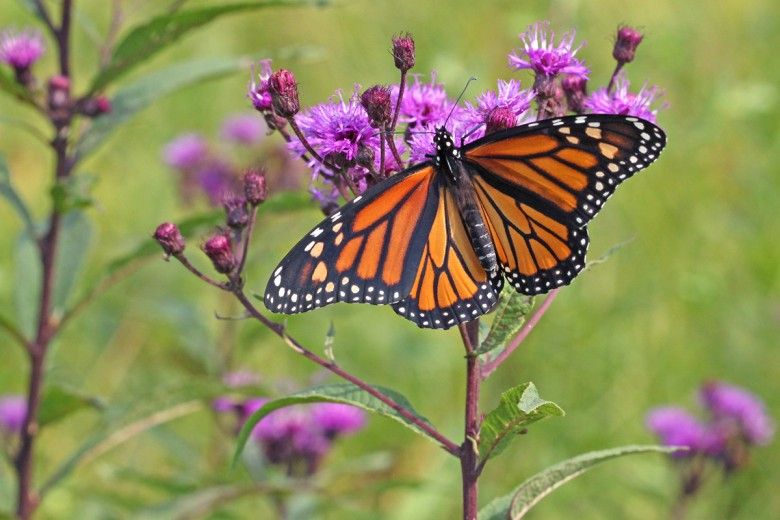 Butterflies vs Moths: What are the differences? | Brandywine Conservancy  and Museum of Art